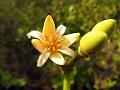 Asiatic Mangrove